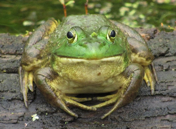 American Bullfrog